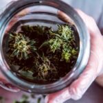 Dispensaries Are Breaking Down