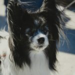 Designing a Pet-Friendly Home