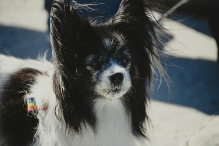 Designing a Pet-Friendly Home