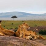 National Parks to Visit in Kenya