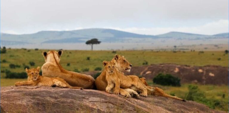National Parks to Visit in Kenya