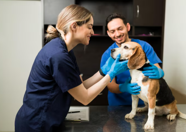 3 Essential Services Offered By General Veterinarians Veterinarians
